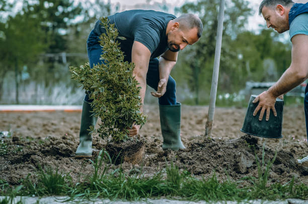 Trusted Carteret, NJ Tree Care Services Experts